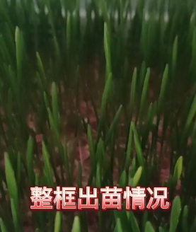 蜂灵壕根壕苗效果展示