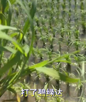 蜂灵壕根壕苗、碧绿达效果展示
